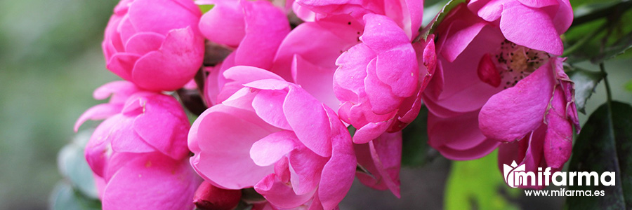 rosa mosqueta arbusto con múltiples beneficios