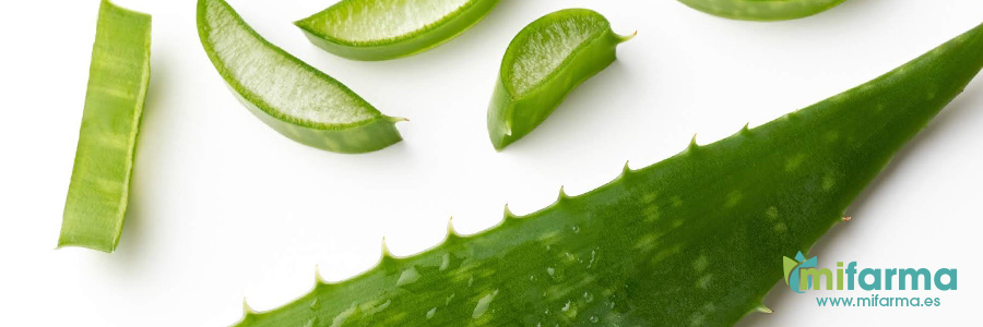 Aloe vera es una planta con múltiples beneficios para la salud