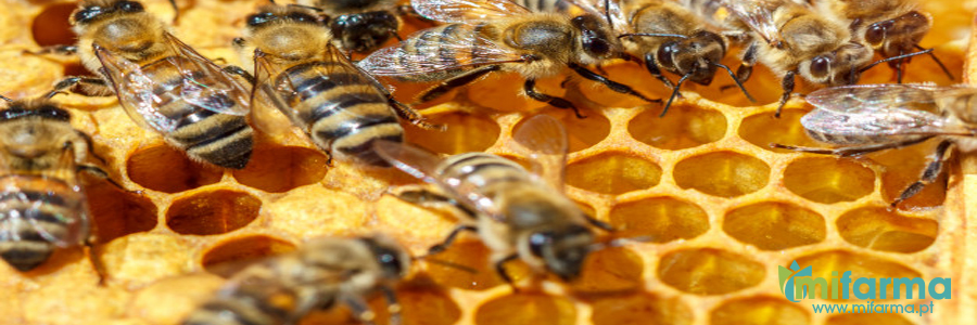 abelhas geleia real